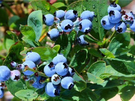 “Cosecha solidaria” recolectó una tonelada de arándanos en Los Ángeles (Tribunadelbiobio.cl)